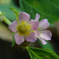 Melochia corchorifolia L.